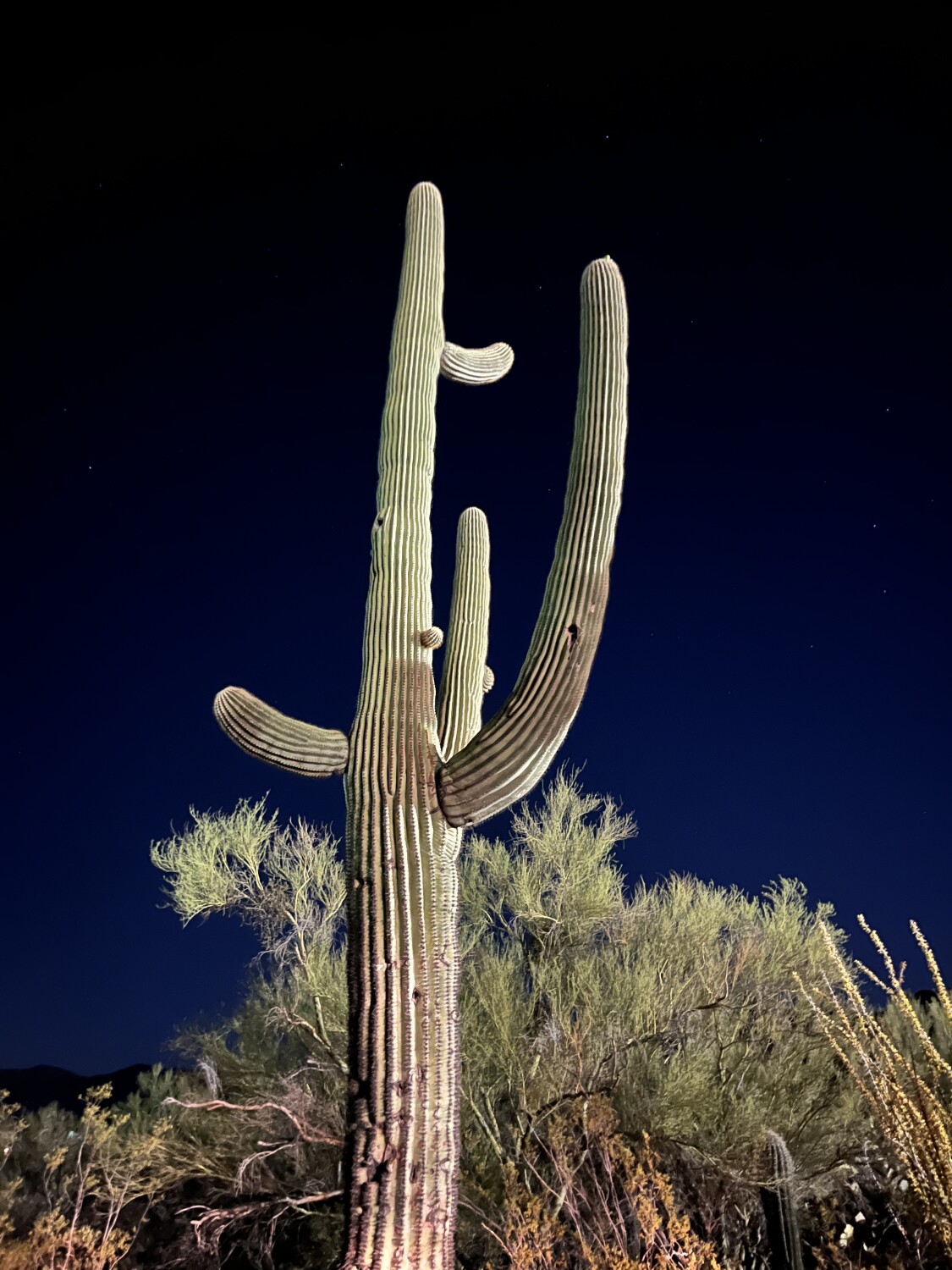 Southwest Beaming Cactus
