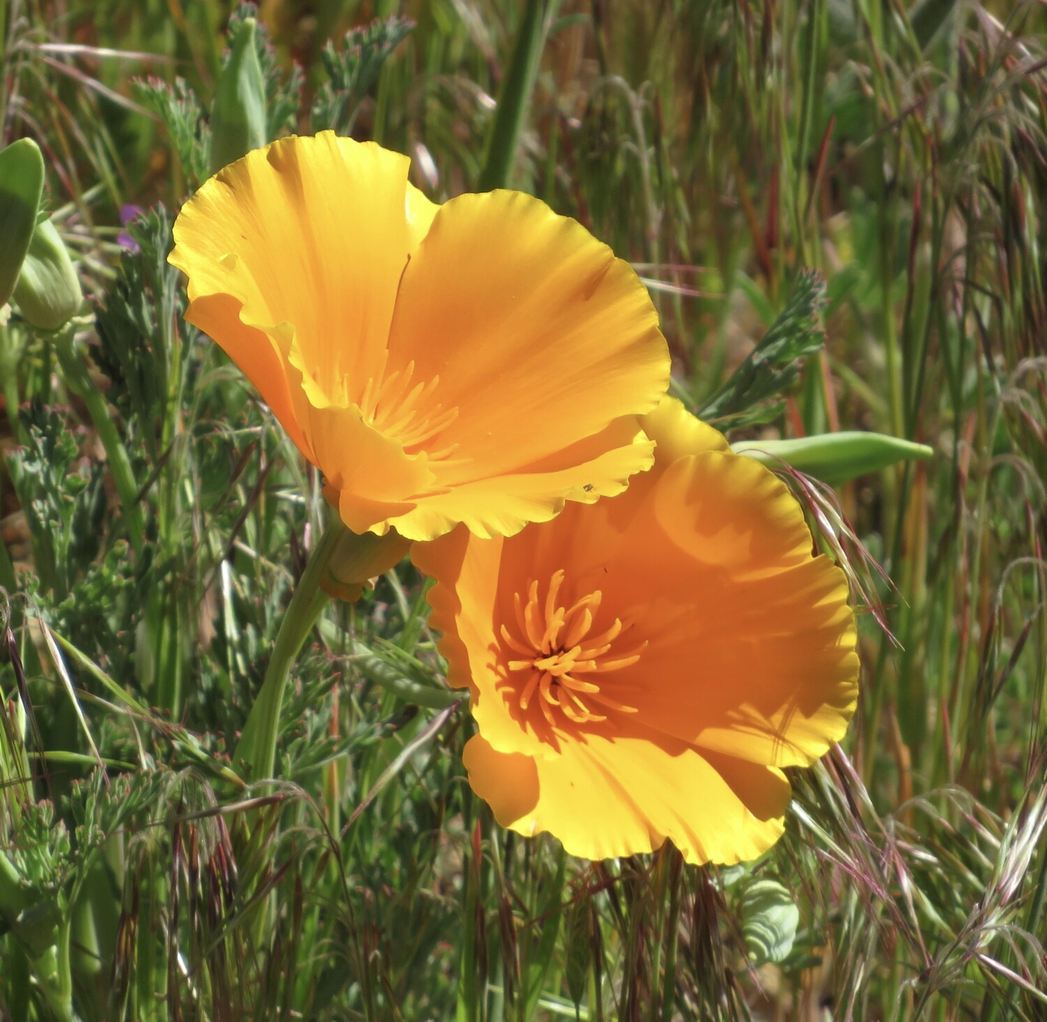 California poppys