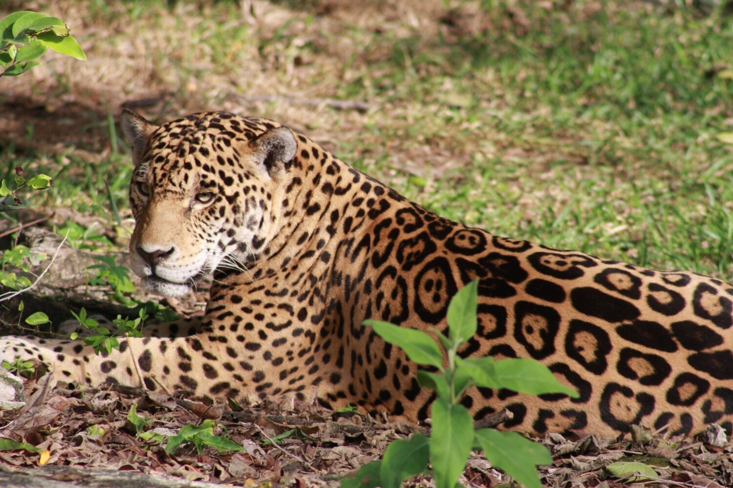 Jaguar