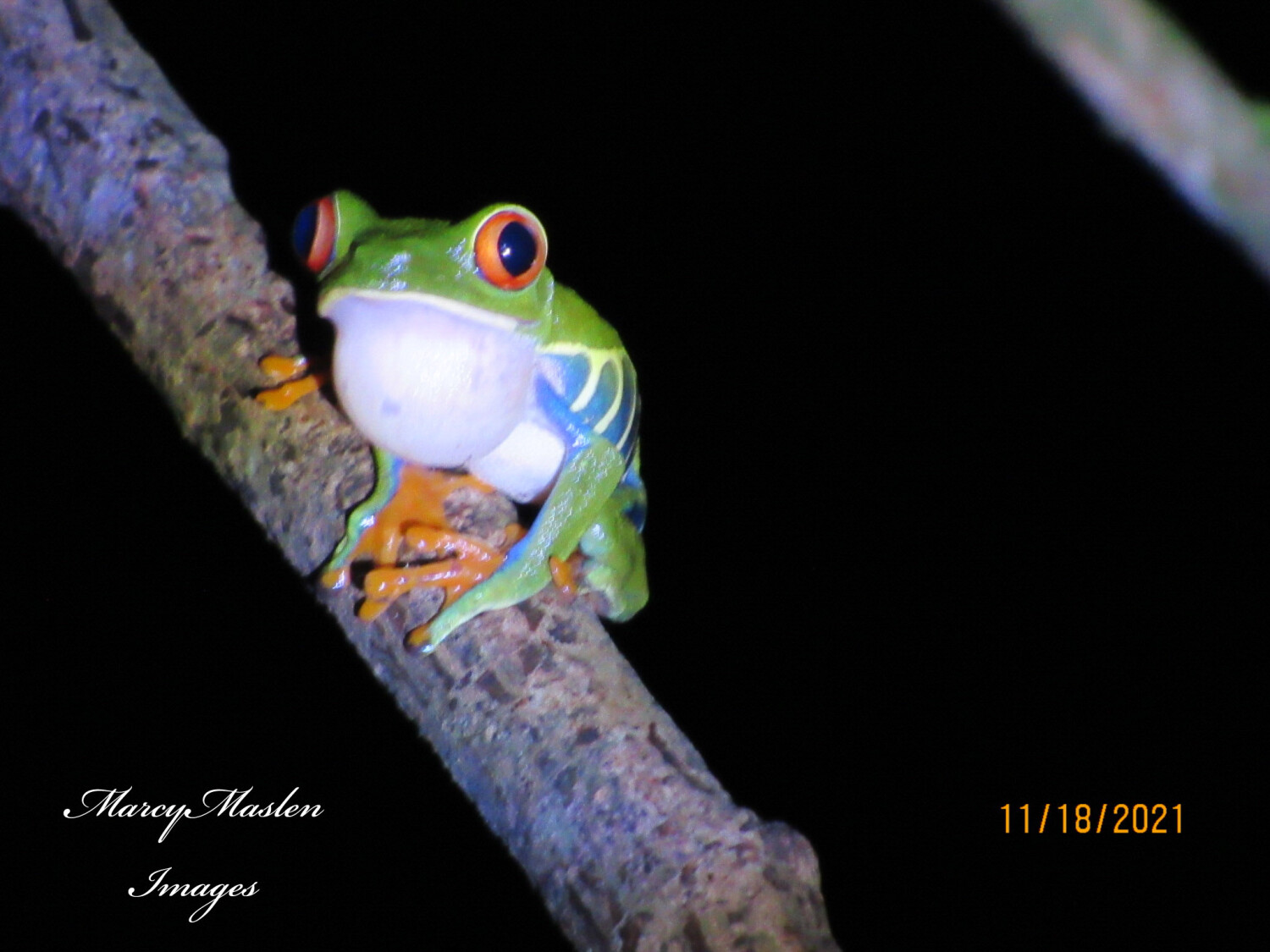 Costa Rican tree frog
