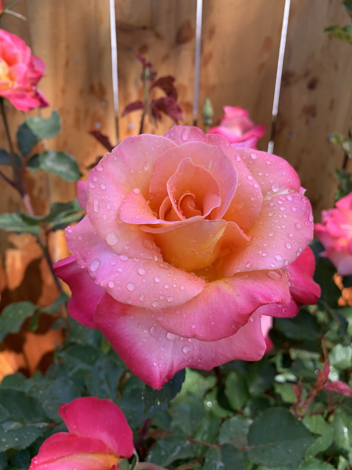 California Rose