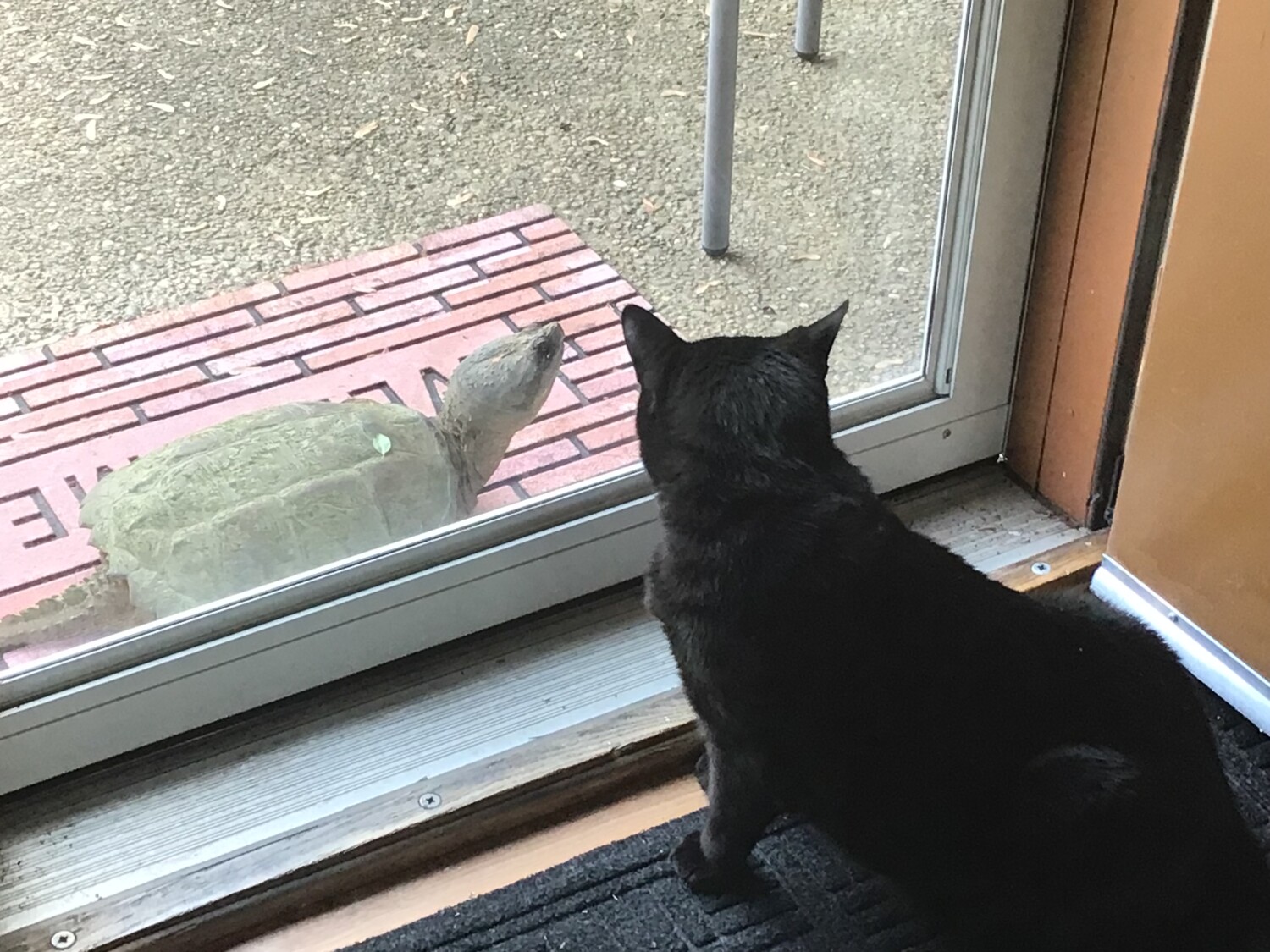 My cat and snapping turtle