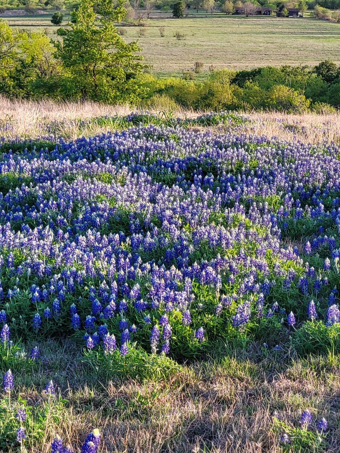 Bluebonnets in the countryside