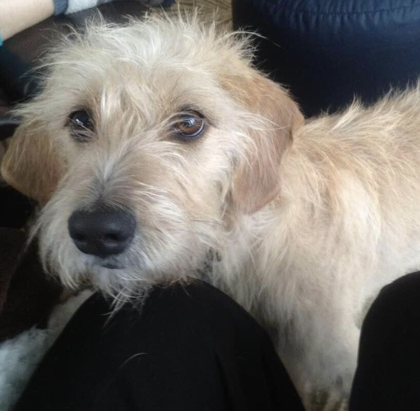 Laila Anne just chilling on the sofa.