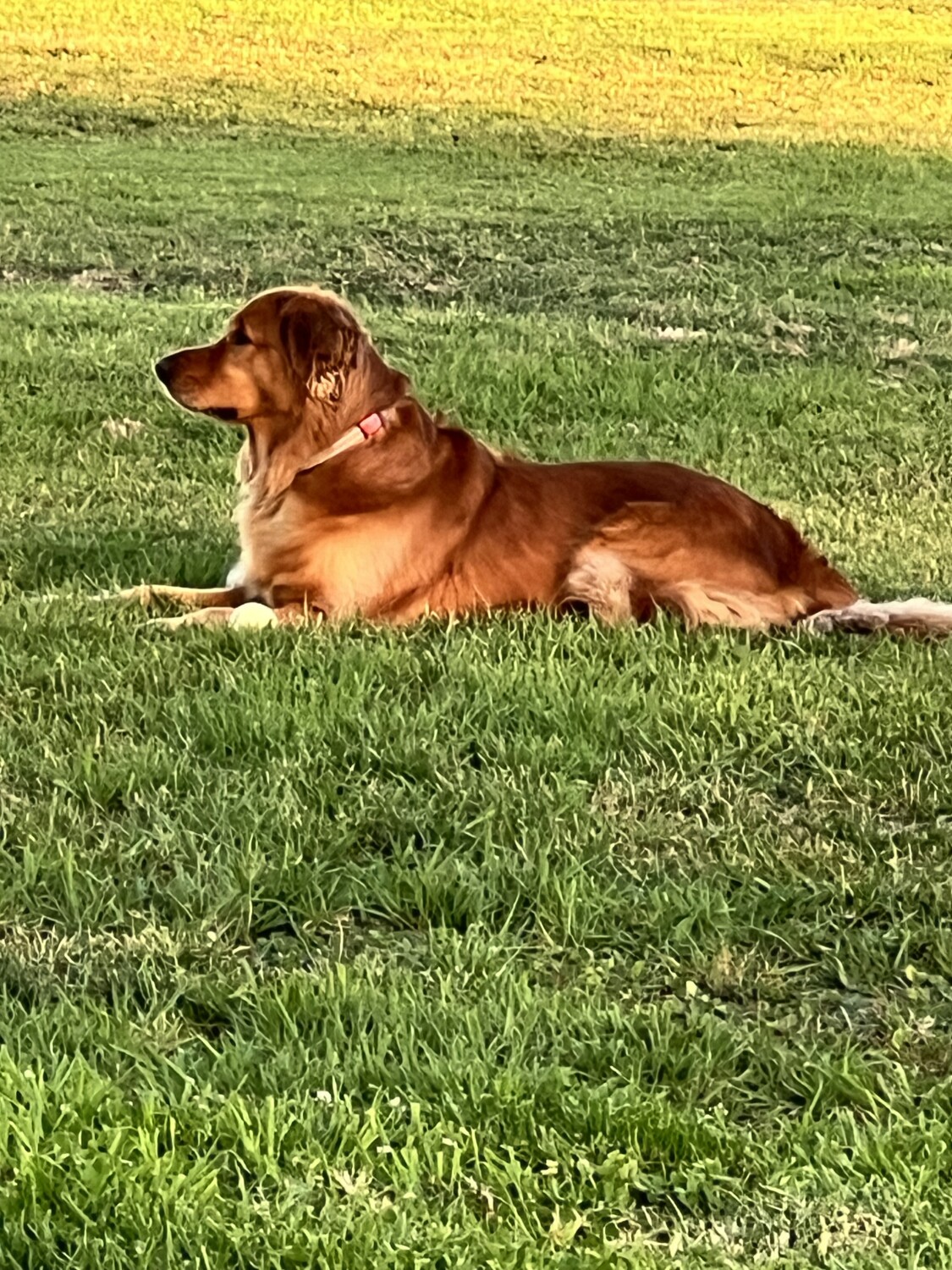 Our Golden Boy
