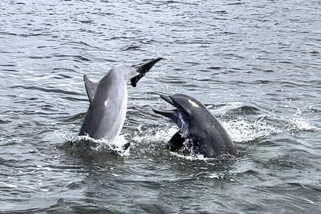 Fun with dolphins!