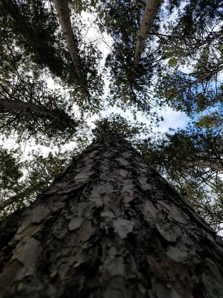 Looking up a tree
