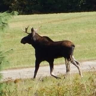 Big Moose