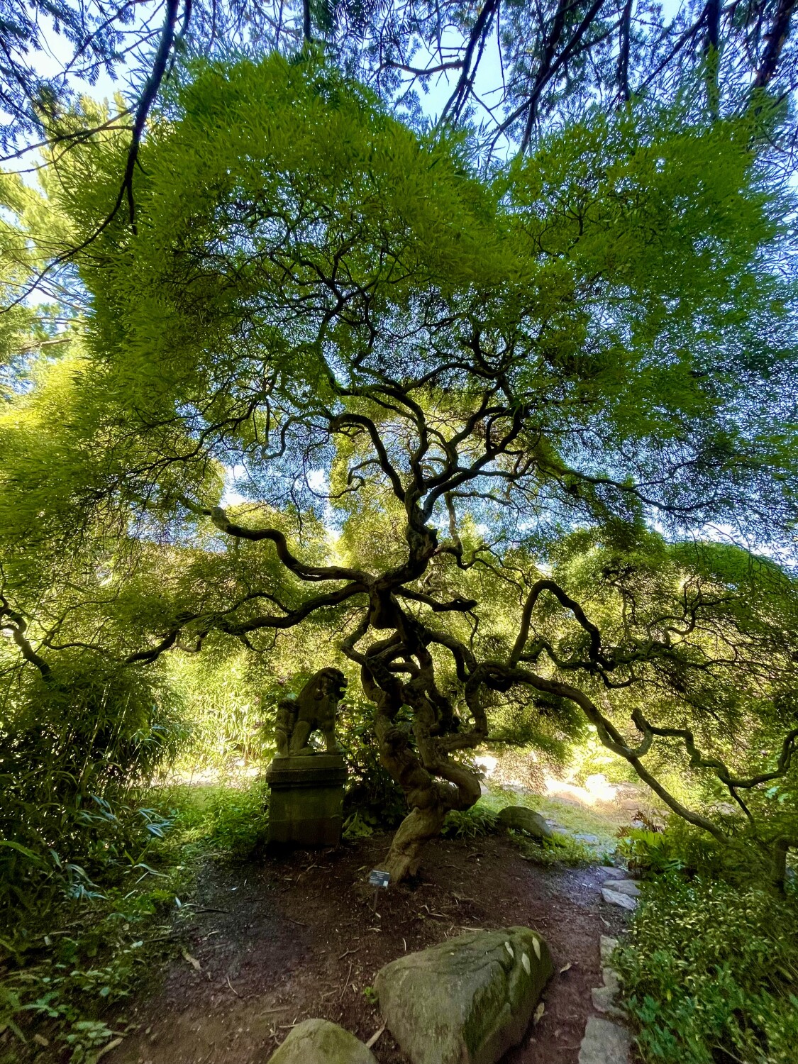 Old Japanese Maple Tree