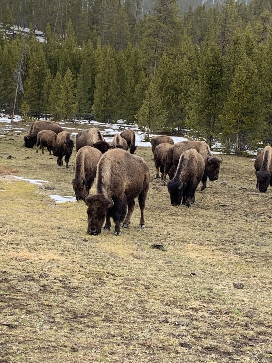 Visit to Yellowstone