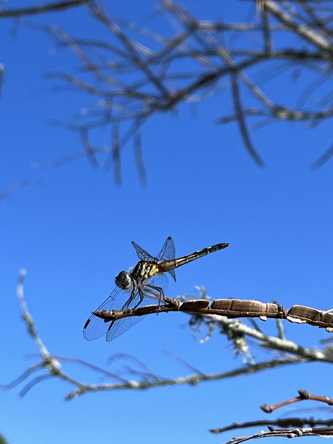 dragon fly