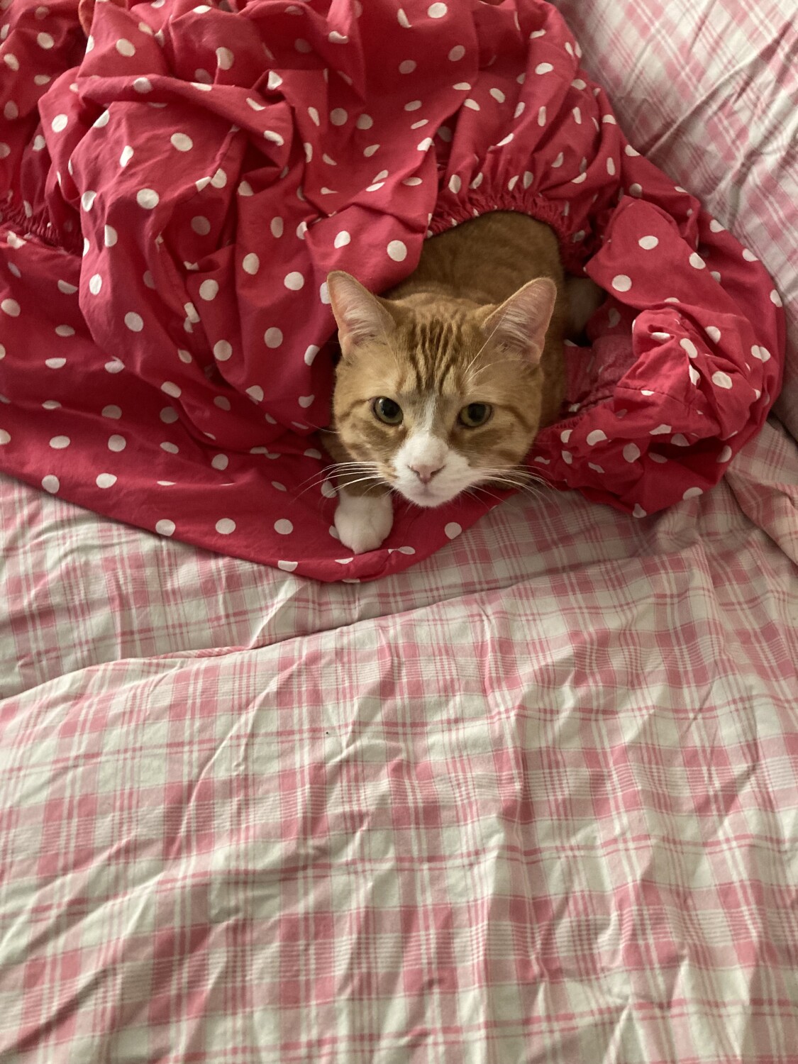 Benny in the laundry