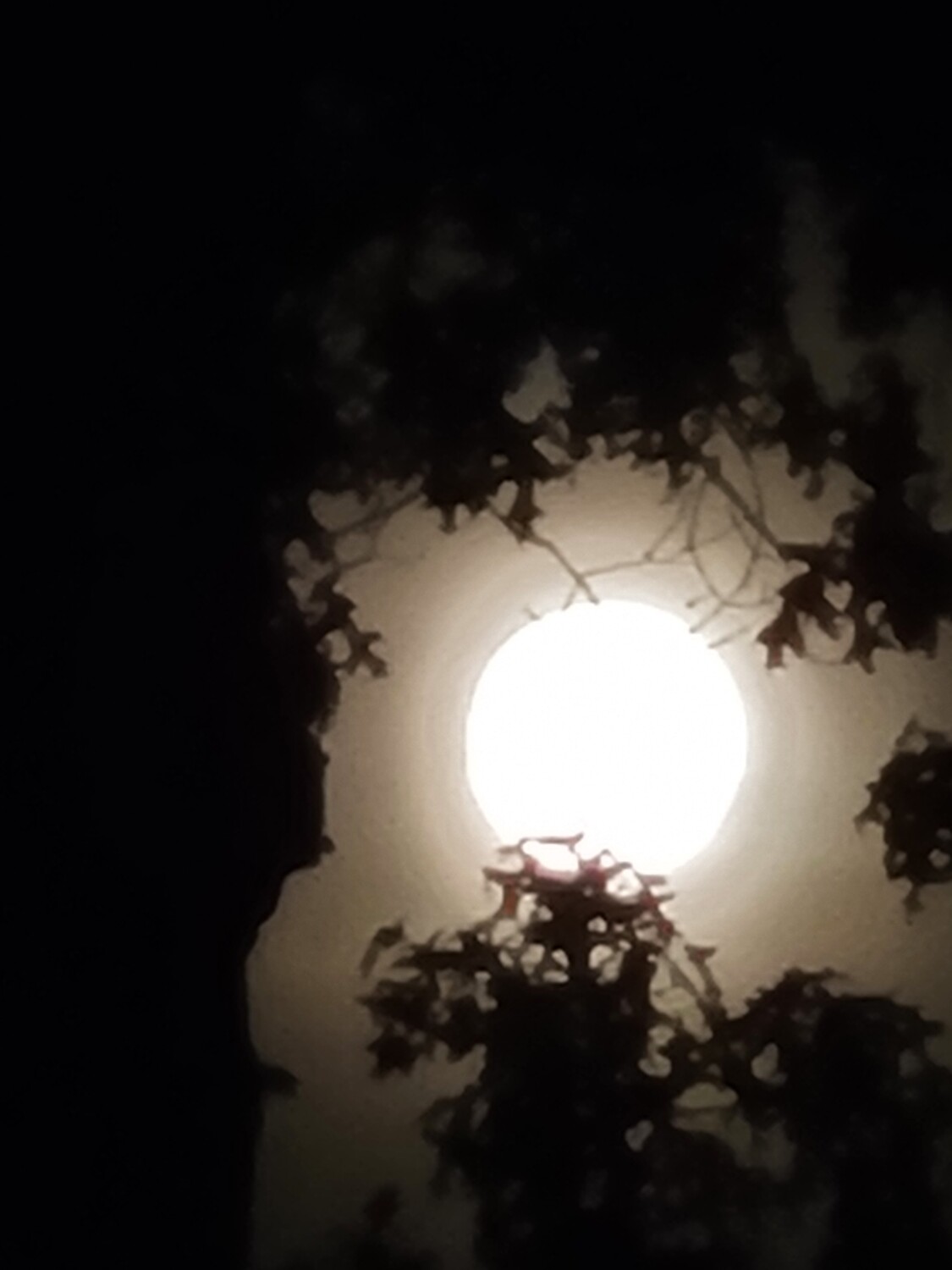 My 2023 moon 🌙 picture 📸