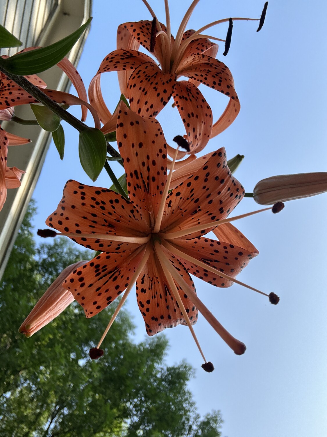 Orange lily
