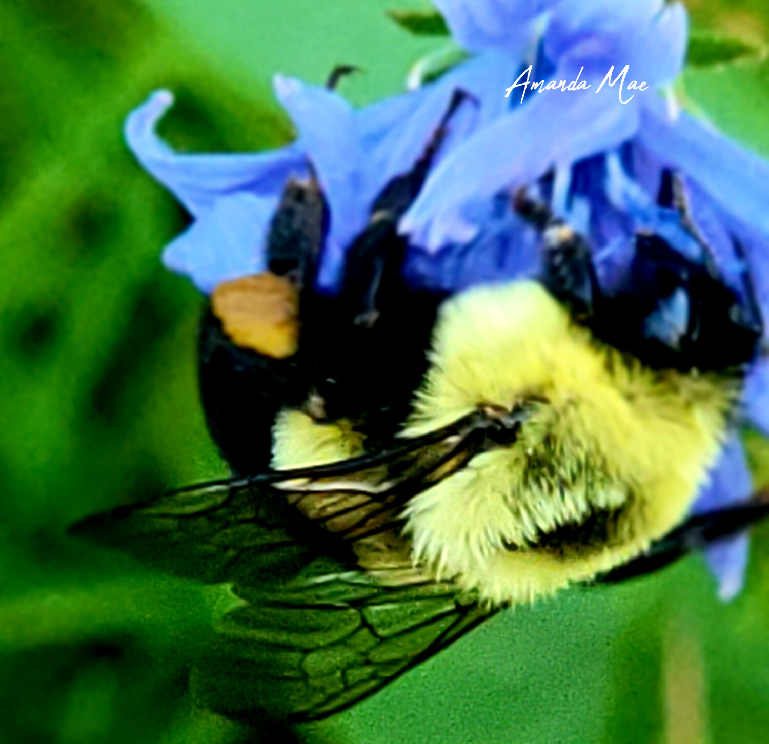 Taste of sweet nectar