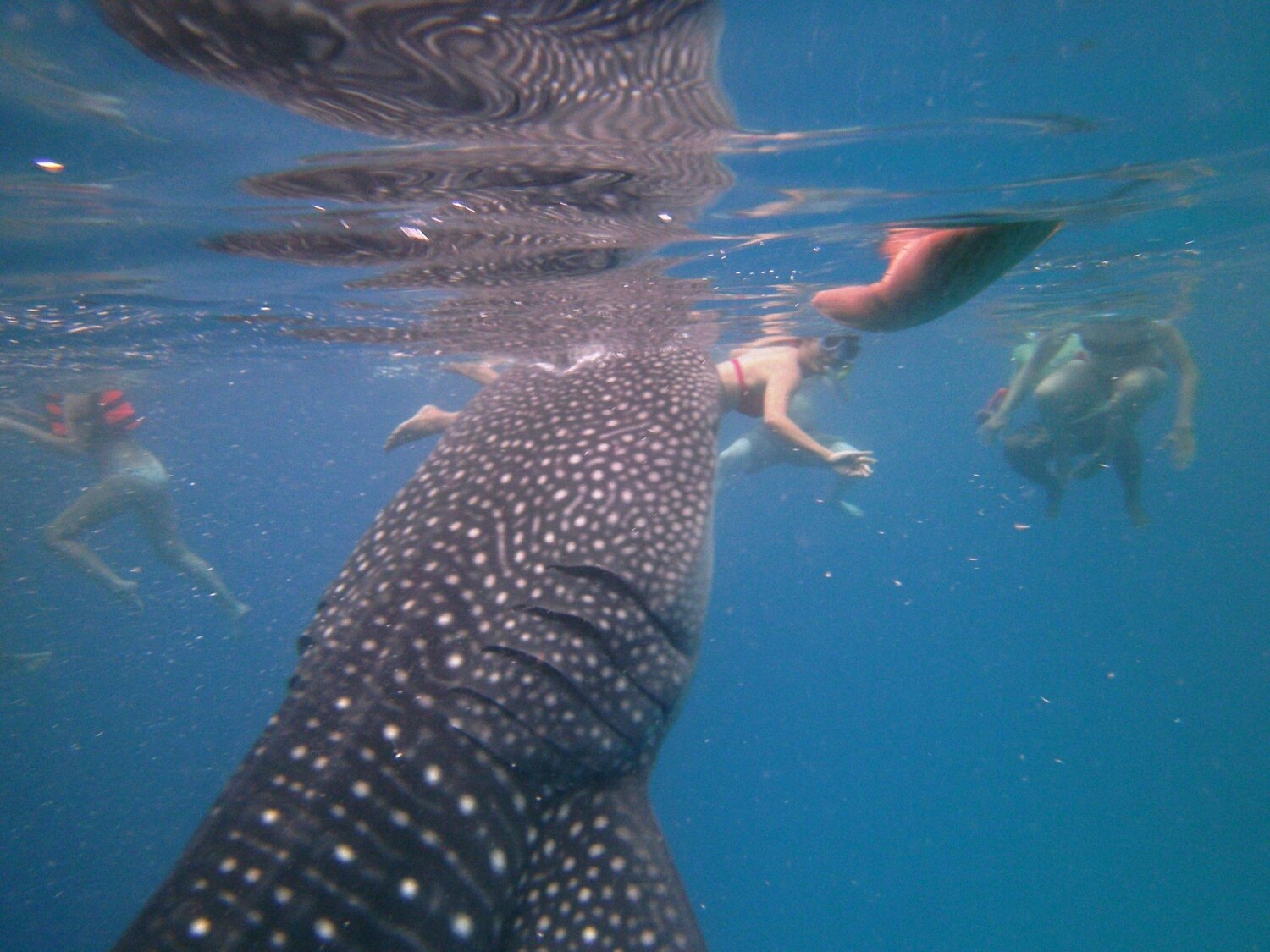 Close Encounter with a Whale Shark!