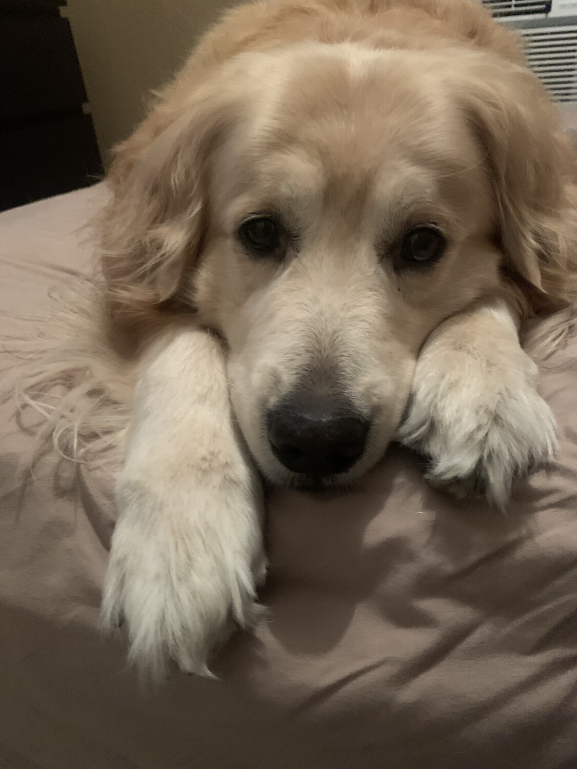 Dexter the protector