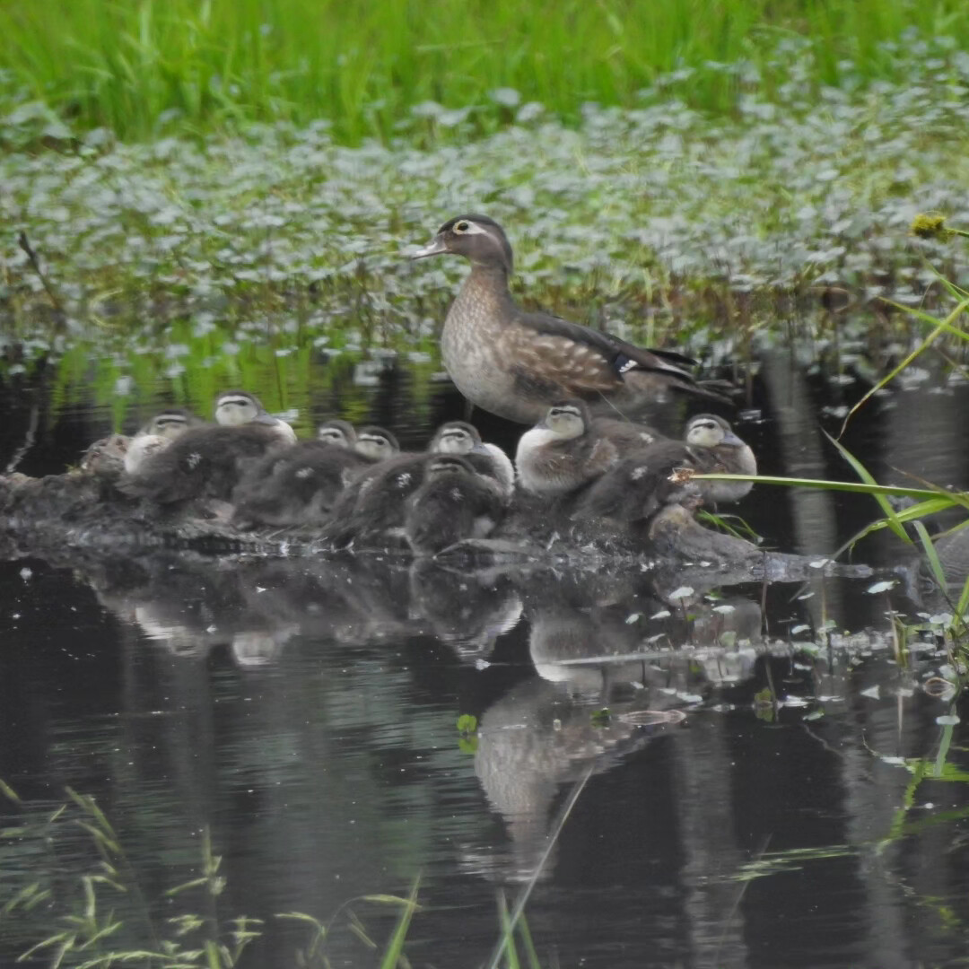 Carolina Wood Duck
