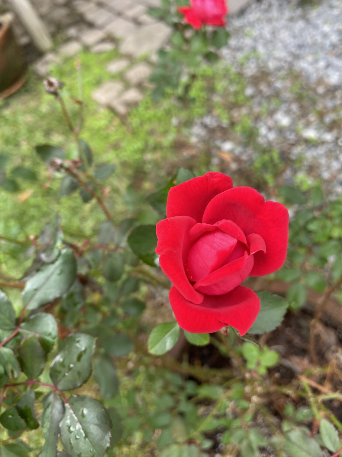 Rose beauty
