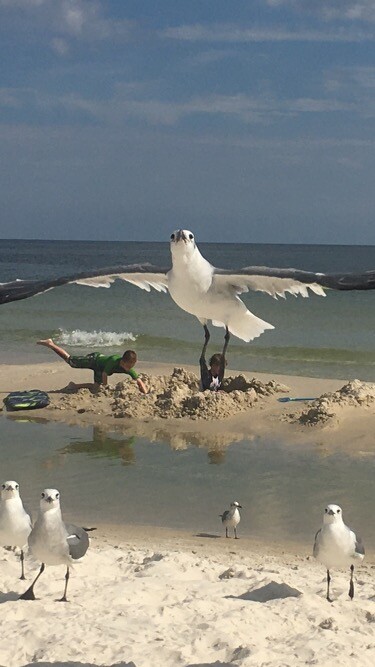 When seagulls try to steal your kid on the beach!