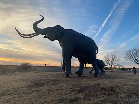 Elephant in the sunset