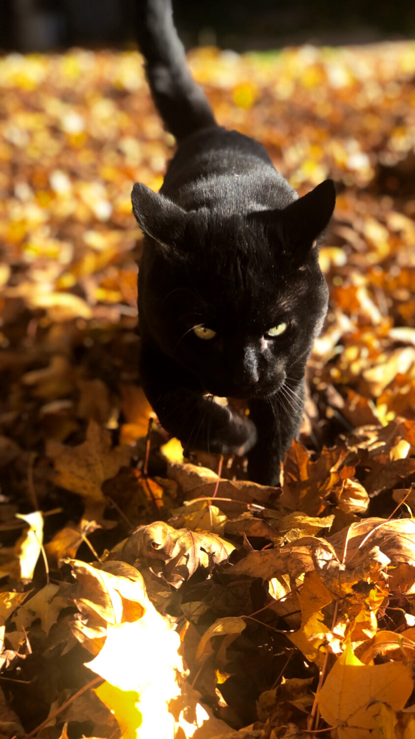 Luz Soto (cat Franco)