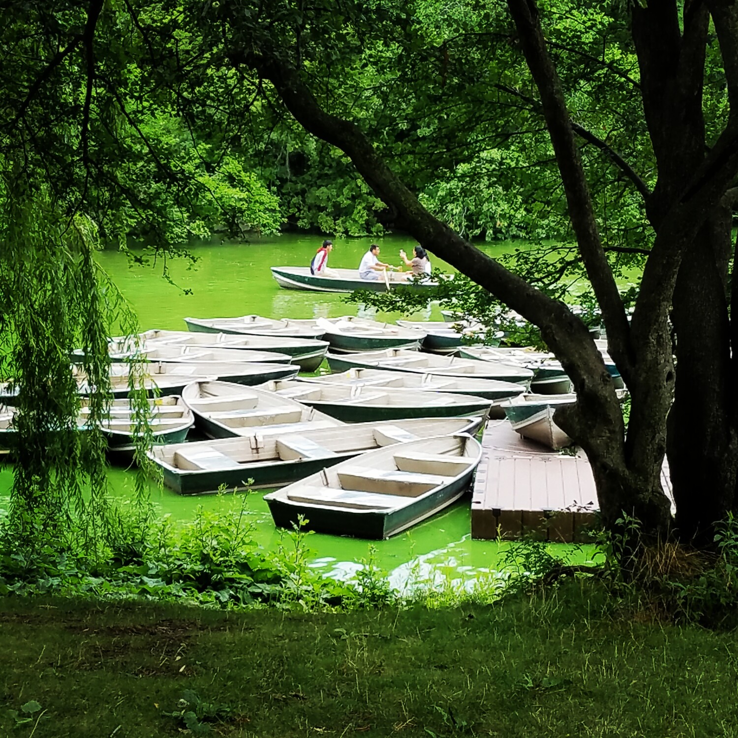 Rowing through the forest