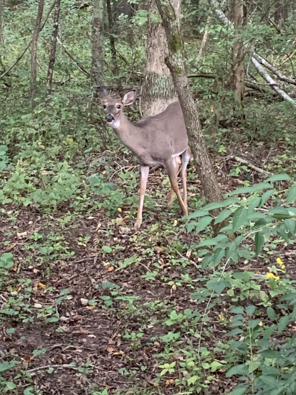 Deer near me