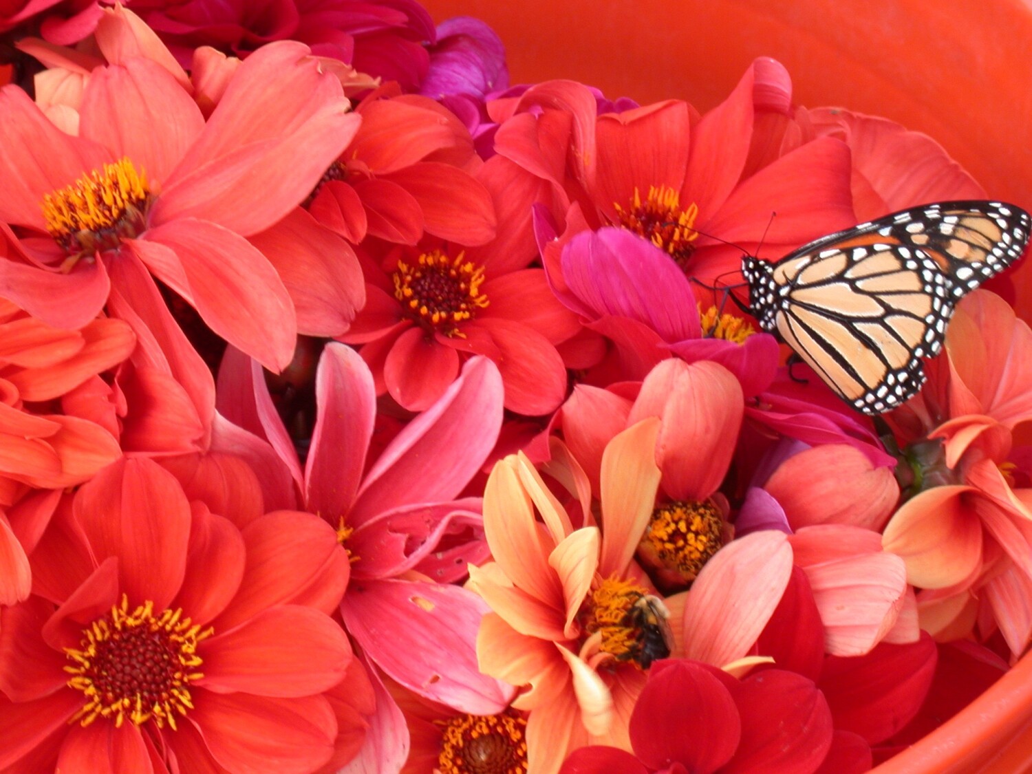 Monarch Butterfly 🦋