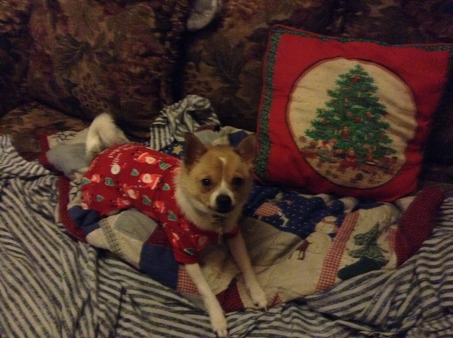 Buddy ready for Christmas