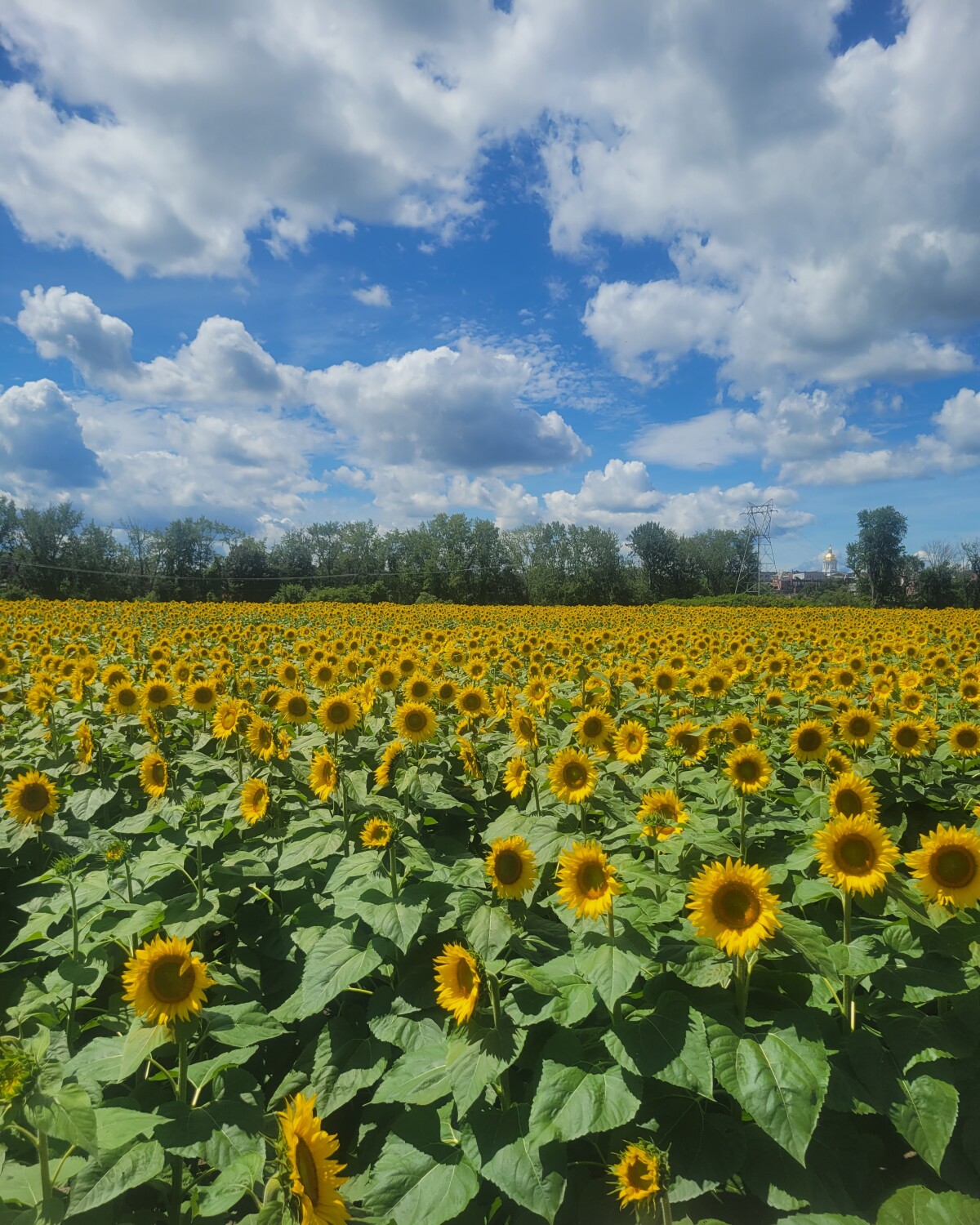 Sunflower field 🌻