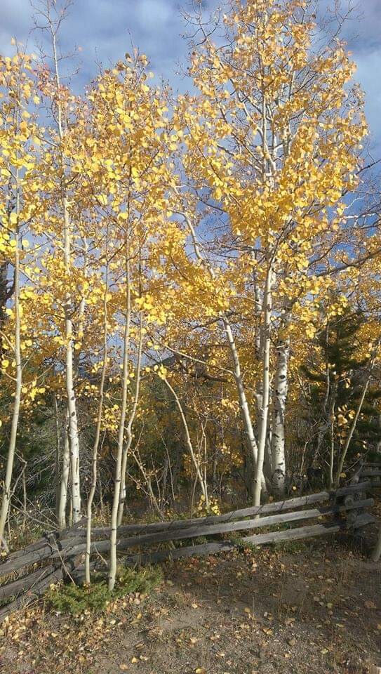 Colorado fall aspens
