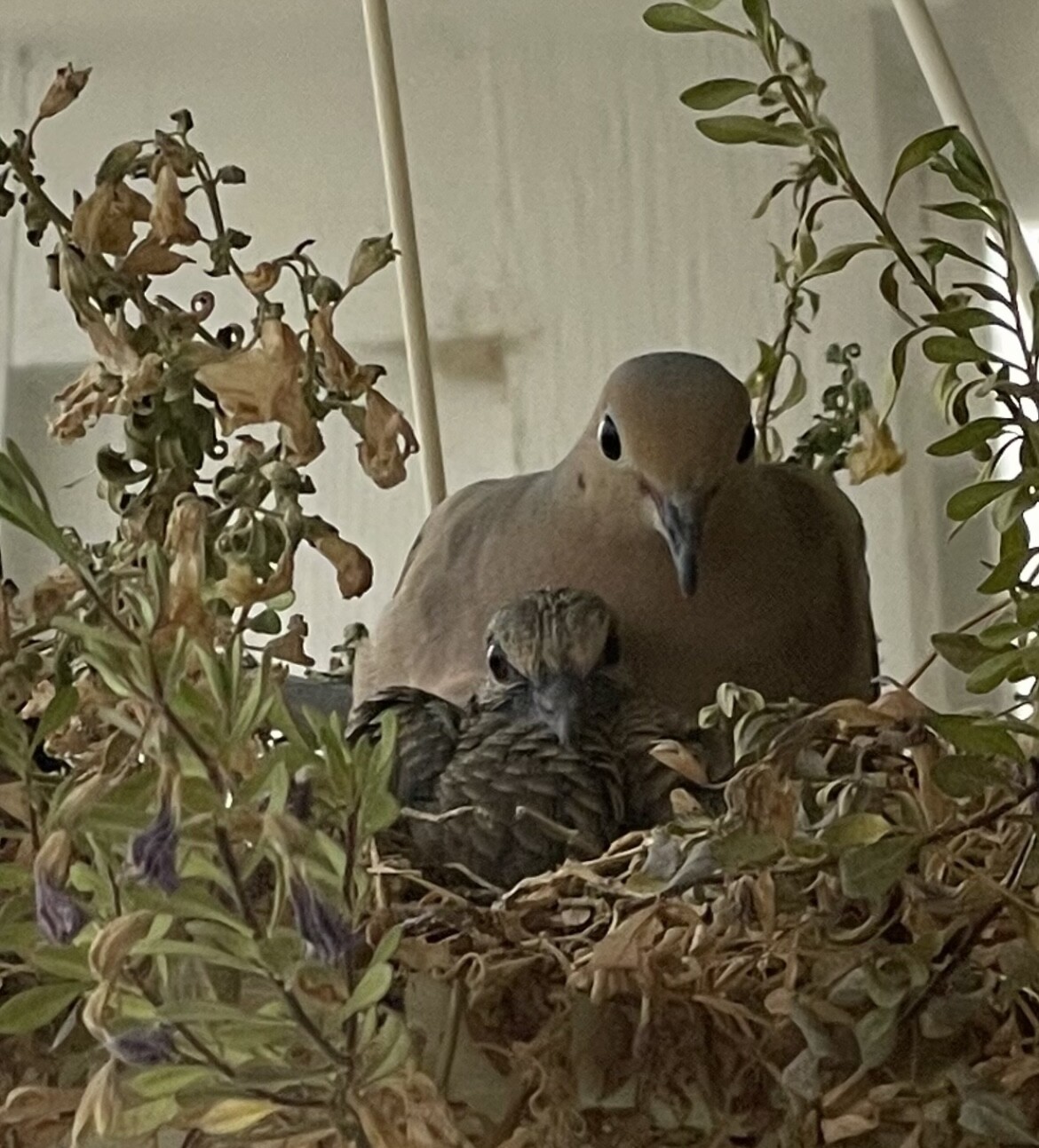 Mom & baby Morning Dove