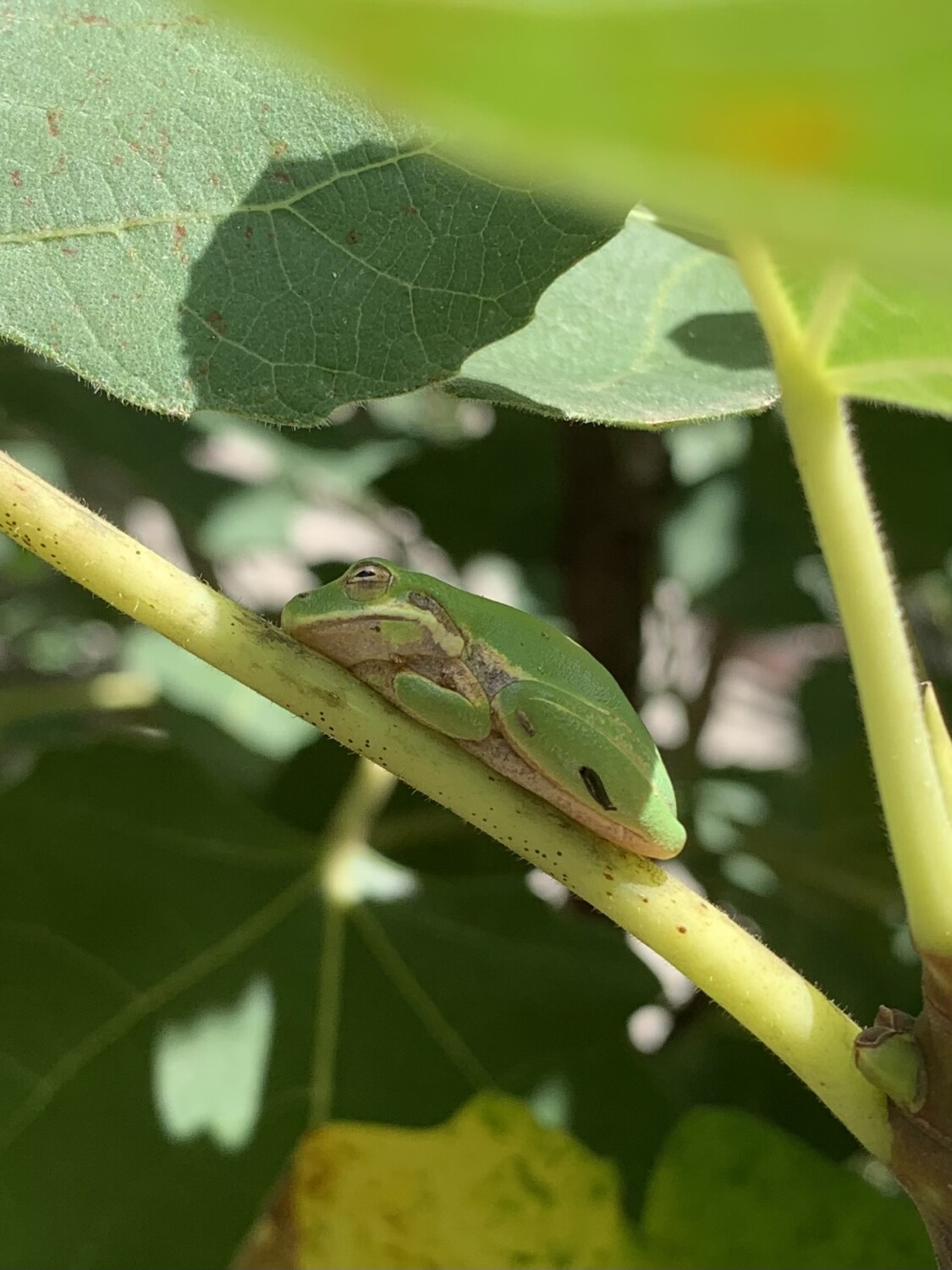 Sleeping Green Tree Frog
