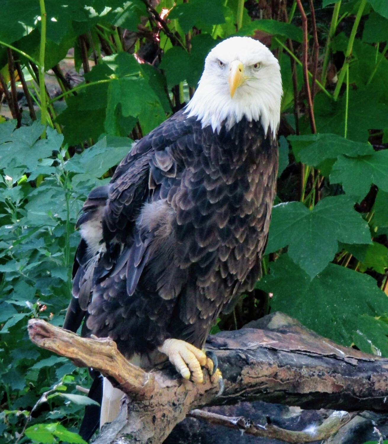 Eagle at Rest