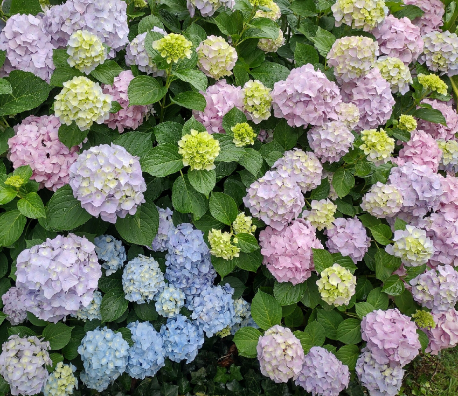 Hydrangea splendor