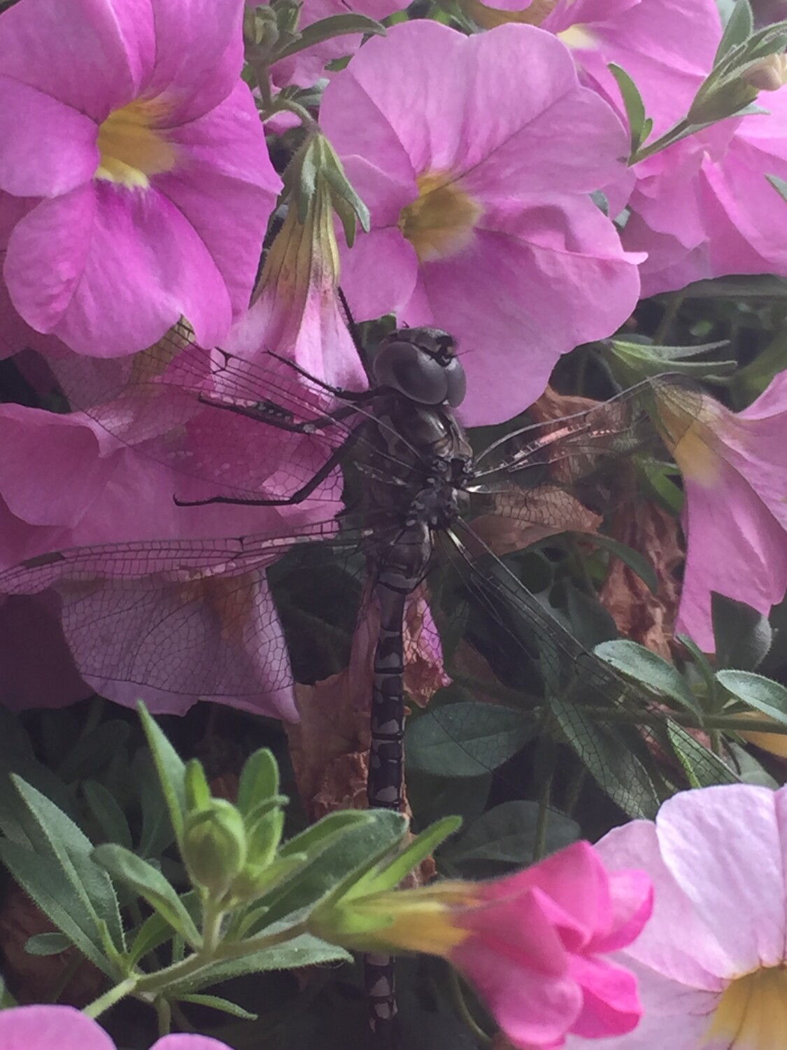 Resting Dragonfly