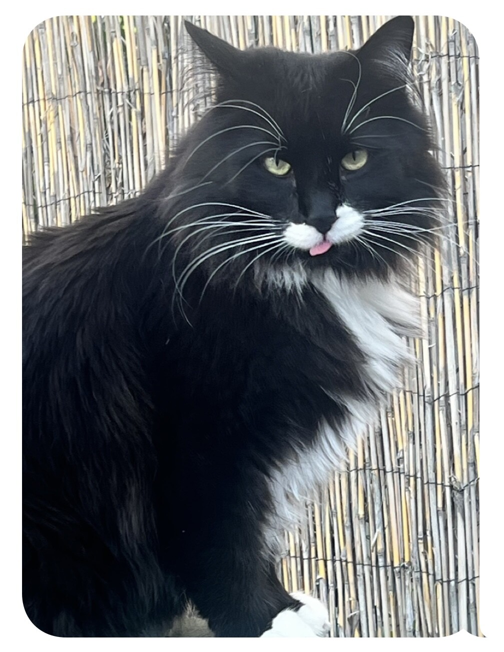 Sylvester giving the world rasberries