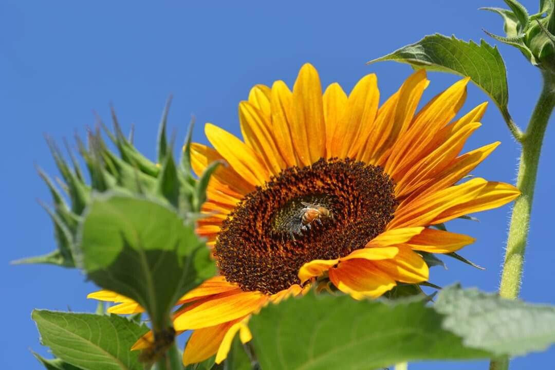 Basking in the Sunflower