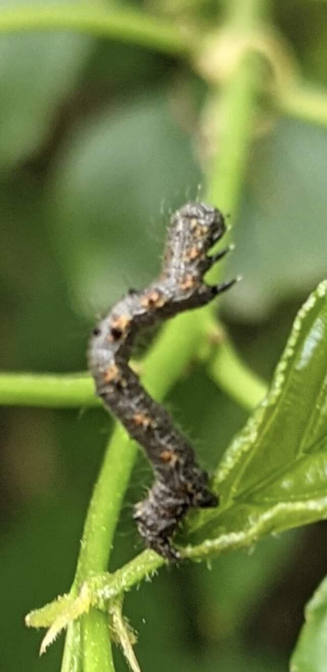 Inch worm throwing hands