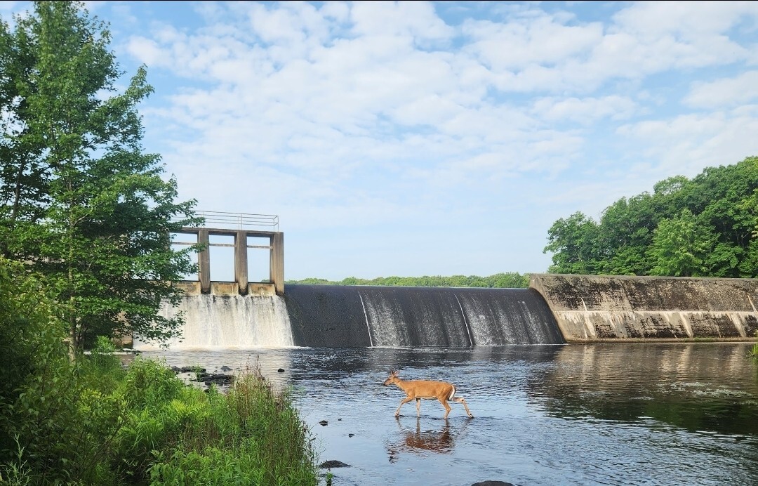Deer at Shohola Falls, Pennsylvania