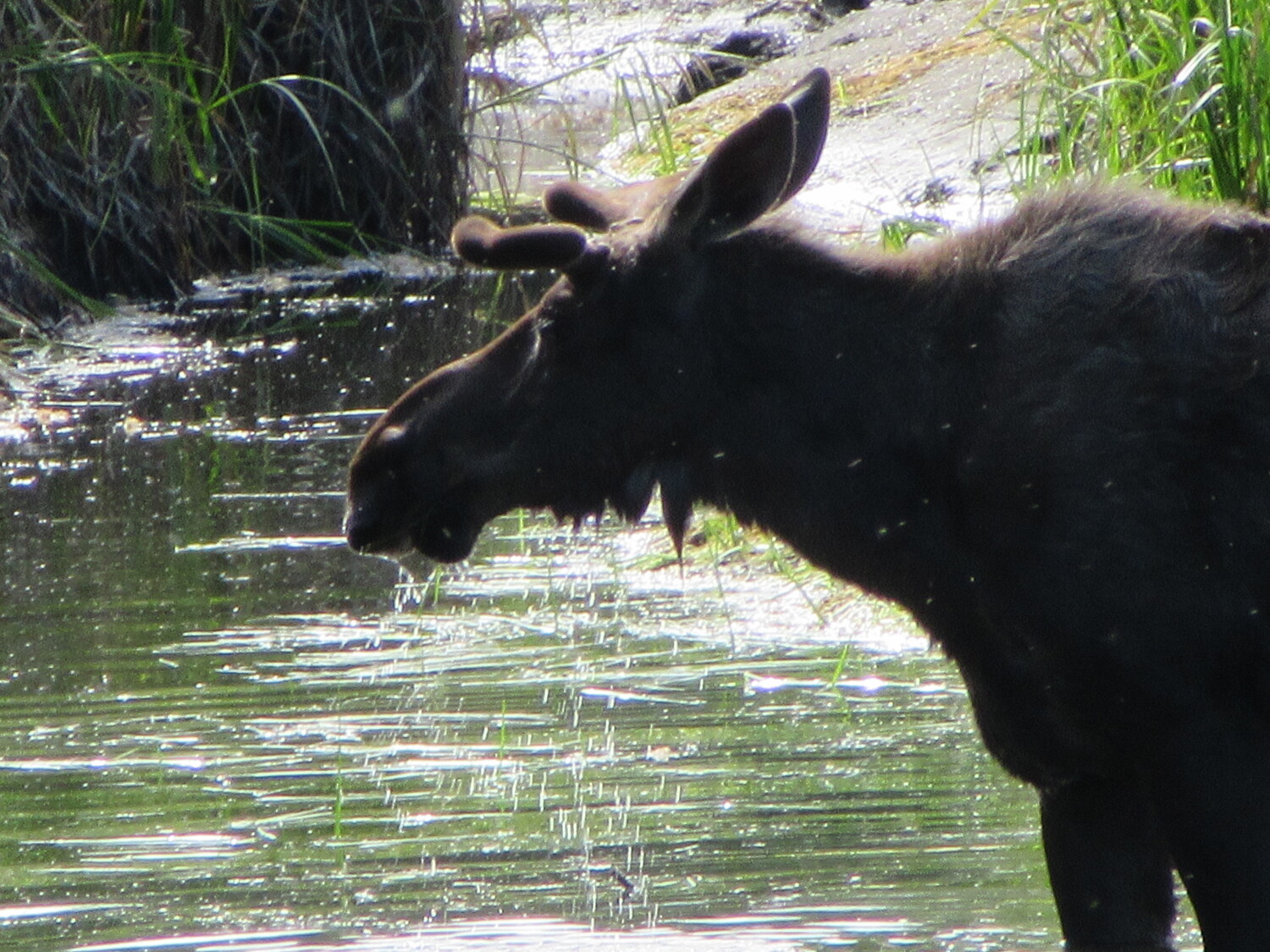 Wet Moose!