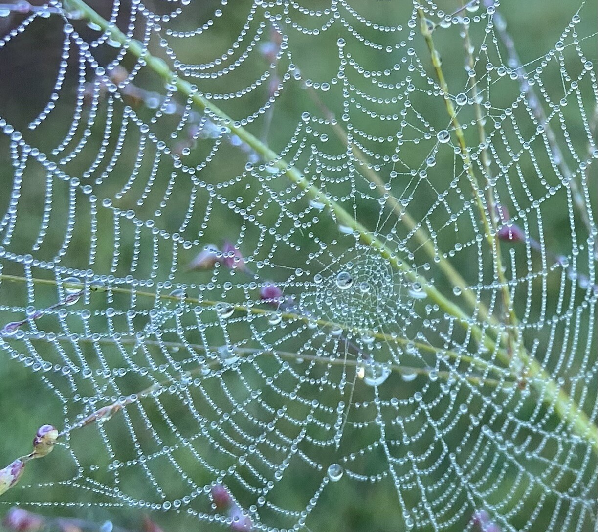 Morning Dew