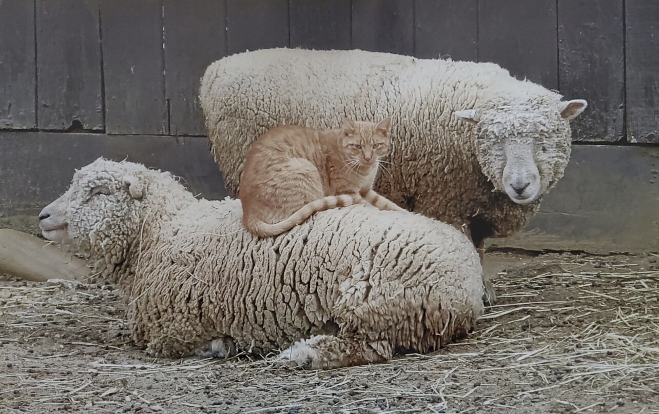 Farm life at its best