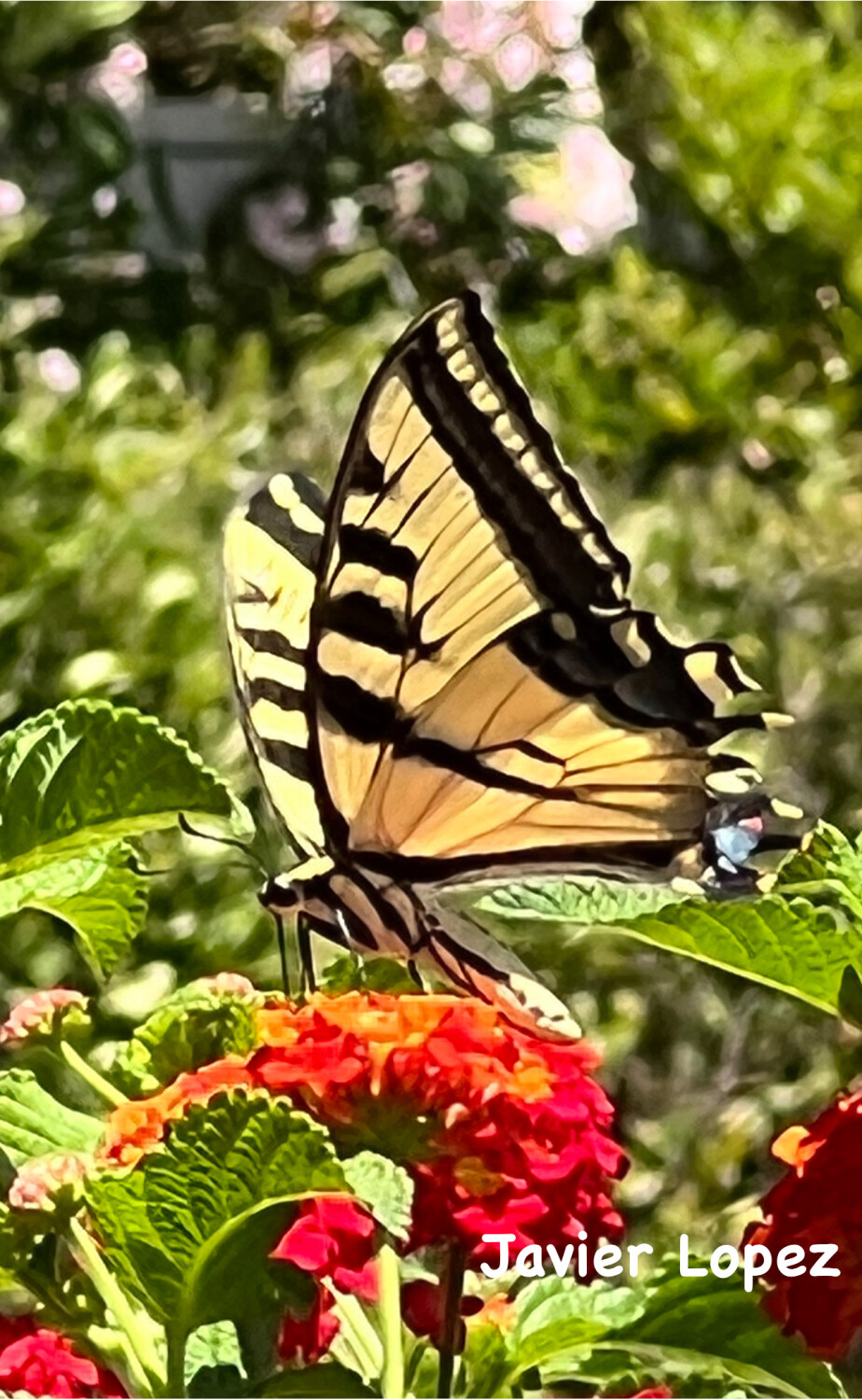 It’s a butterfly life!!