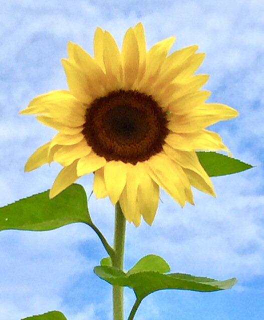 Reaching for the moon