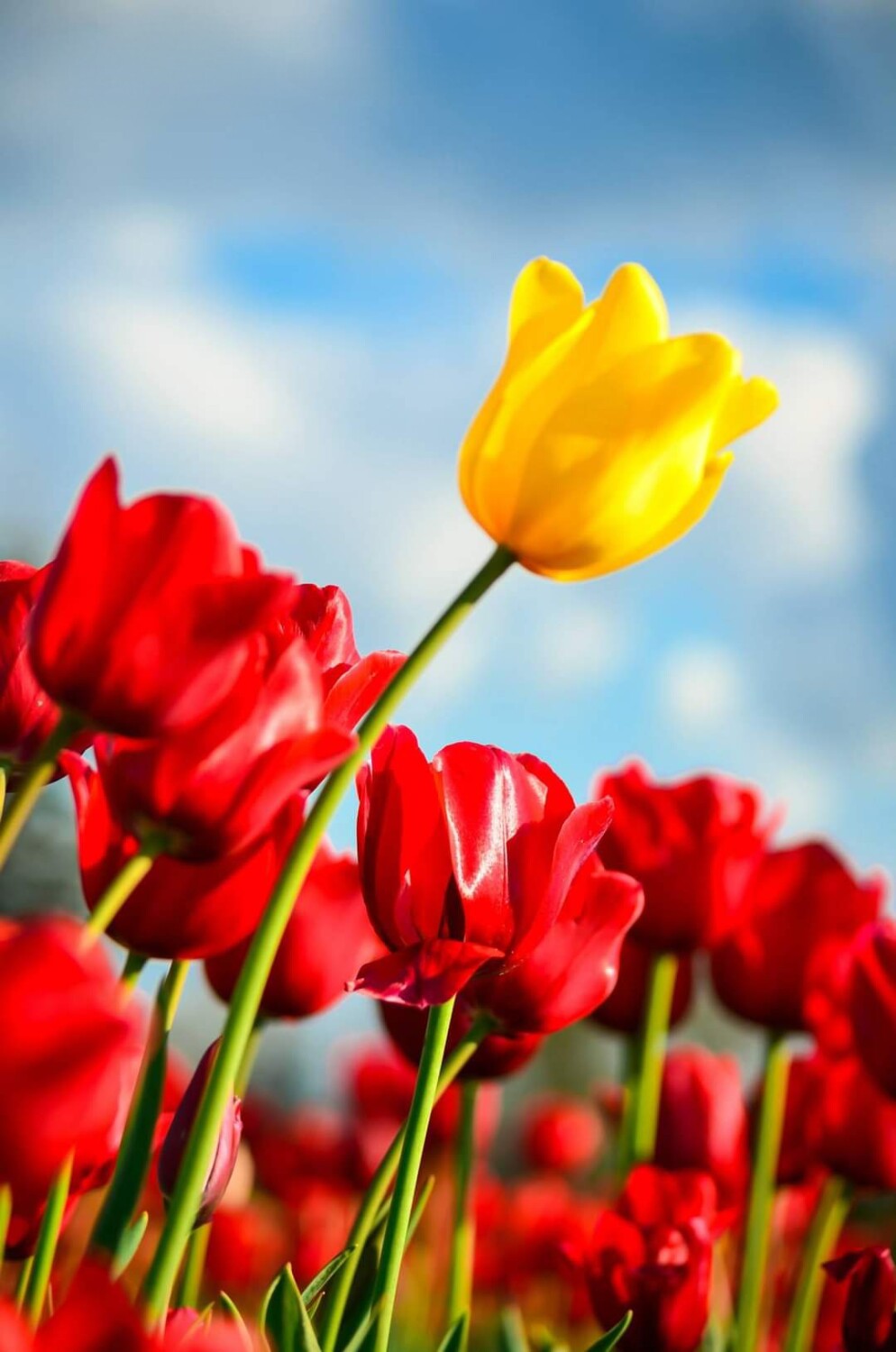 'Rise above the Rest'