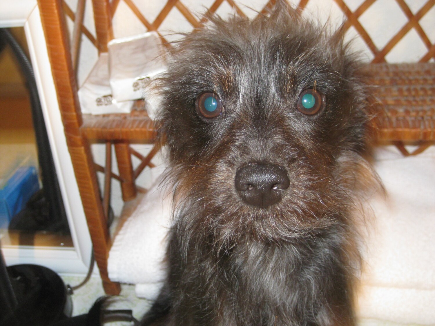 " Ozzie " The Happiest Dog On Earth