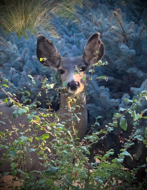 “Woodland Darling”