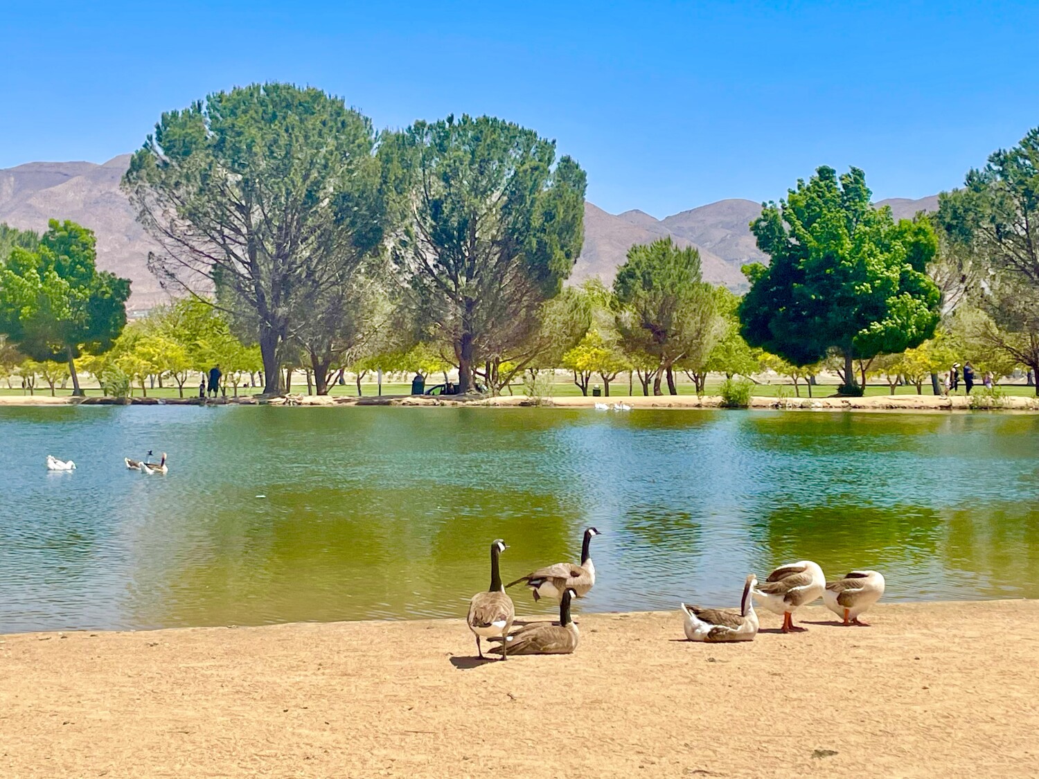 A Lazy Day At The Lake